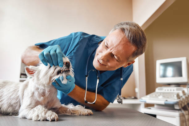 Best Emergency Dental Surgery in Novi, MI